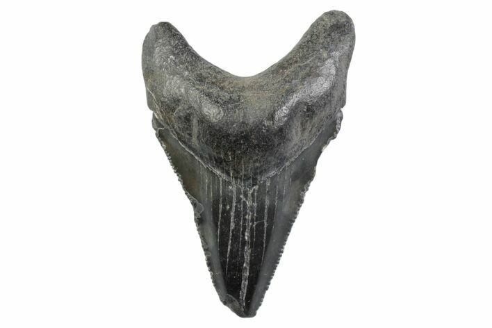 Serrated, Juvenile Megalodon Tooth - South Carolina #362231
